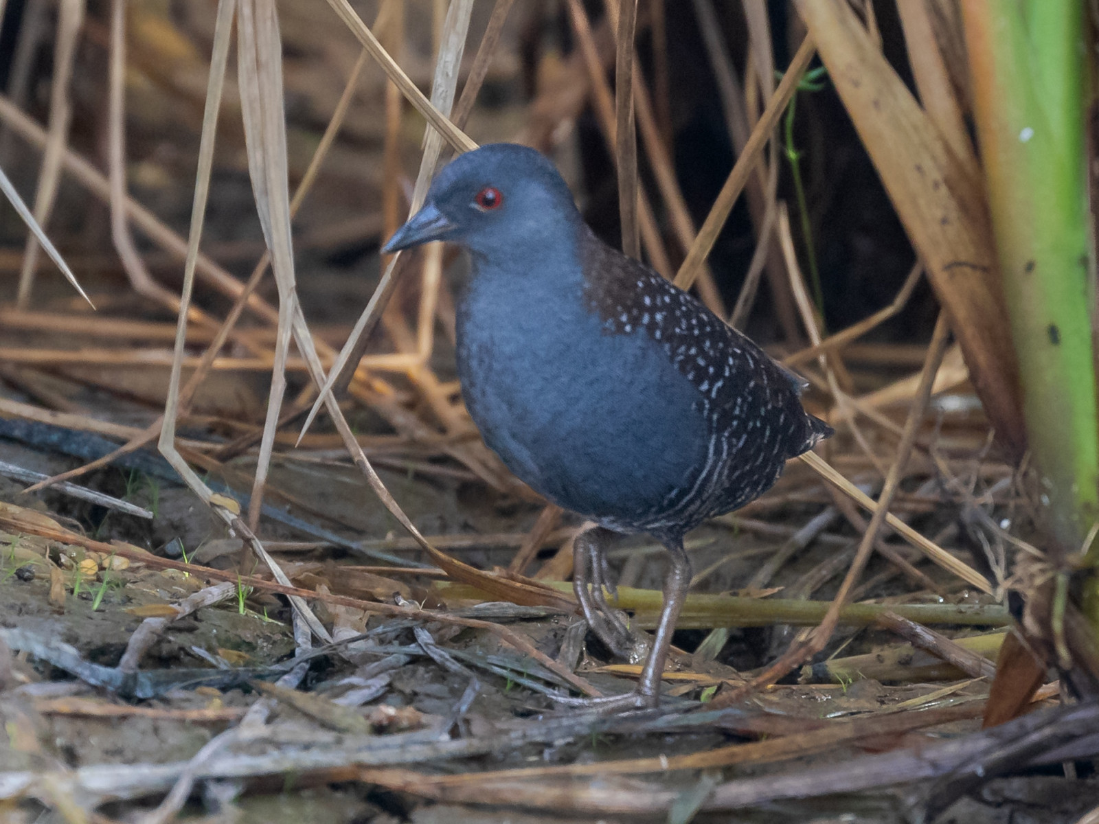 image Black Rail